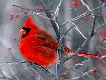 Red Bird, beautiful, bird, , red HD wallpaper