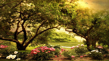 The Cherry Orchard, New York Botanical Garden, trees, spring, blossoms, path, usa HD wallpaper