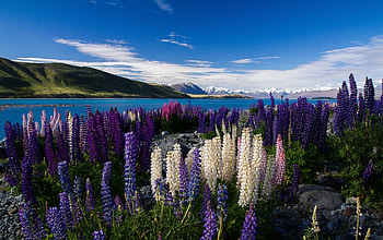 lupins by the lake, flowers, spring, lupins, lake HD wallpaper