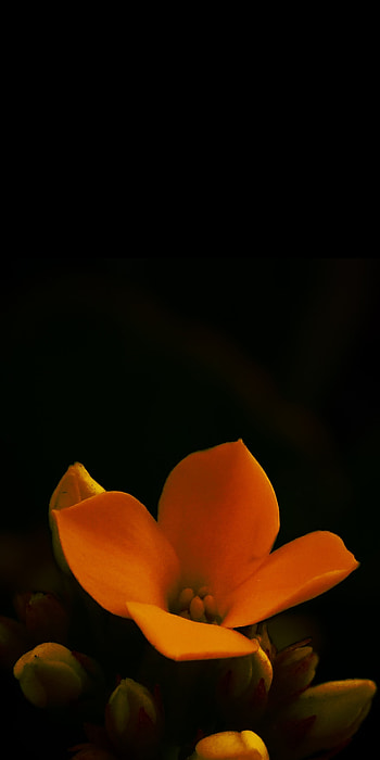 Flower, petal, terrestrial_plant HD phone wallpaper