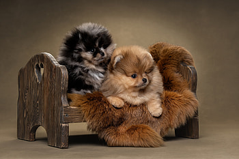 puppy, Animal, Pomeranian HD wallpaper