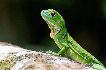 Animals, Lizard, Reptile, Scales, Scale, Profile HD wallpaper
