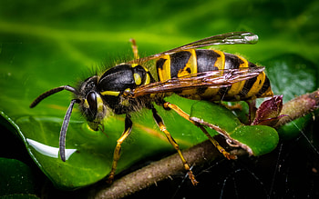 Wasp on field, Eryngo blossom, Animal , Mobile and tablet HD wallpaper