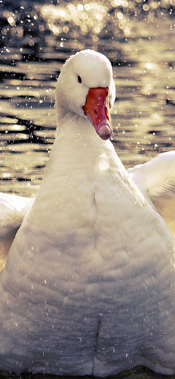 Goose , backgrounds, s, quality HD phone wallpaper