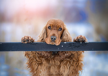 Cute, pet dog, Cocker Spaniel HD wallpaper