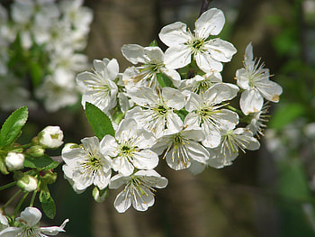 Flowers, Bloom, Flowering, Spring, Apple Tree HD wallpaper