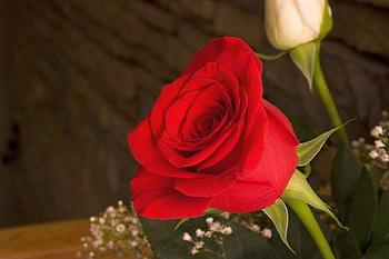 Red Rose, rose, beautiful, red, flower HD wallpaper