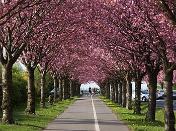 spring lane, lane, trees, road, nature, flowers HD wallpaper