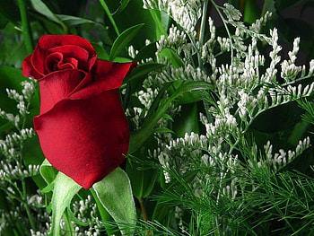 Red rose, flowers, roses HD wallpaper