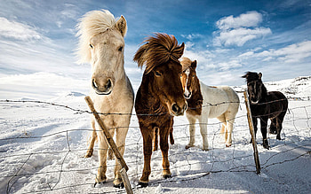 Icelandic Hair Style :), winter, sky, snow, pony, clouds HD wallpaper