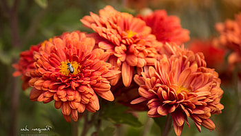 Bug Blossom, flowers, orange HD wallpaper