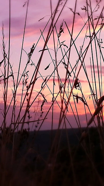 Aesthetic, Nature Background HD phone wallpaper