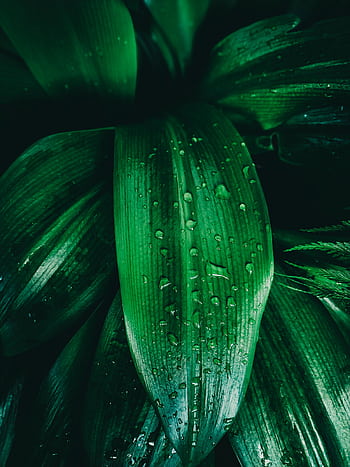 A detailed close-up of fresh, vibrant green leaves covered in sparkling dewdrops, creating a natural and refreshing texture. HD phone wallpaper