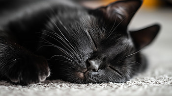 of a Sleeping Black Cat, Animal, cat, Black Cat, sleeping HD wallpaper