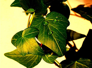 Shiny Leafs, nature, leafs, shiny, green HD wallpaper