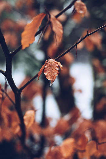 Detailed shot of vibrant autumn leaves with blurred background. HD phone wallpaper