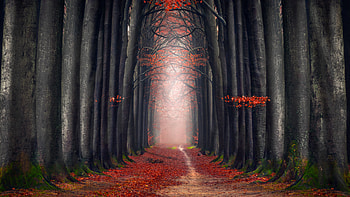 Autumn, big tree, foliage, pathway HD wallpaper