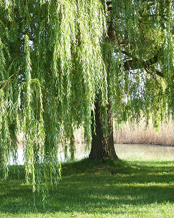 Willow Tree, Painting ideas, Artistic inspiration, Creative beauty HD phone wallpaper