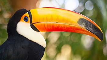 Toucan, nature, birds, animals HD wallpaper