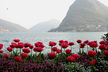 RED TULIPS, nature, flowers, res, tulips HD wallpaper