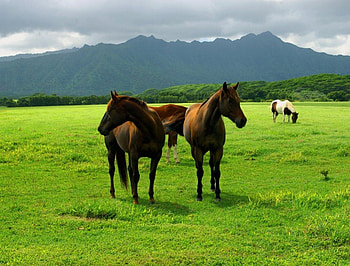 horses in the field, horses, grass, field, mountain HD wallpaper