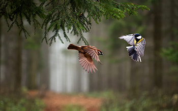 Bird, Great Tit, Animal, Sparrow, Birds HD wallpaper