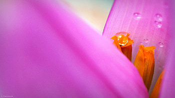 blossom plant graphy sunlight leaf flower purple petal red color yellow garden pink flora close up HD wallpaper
