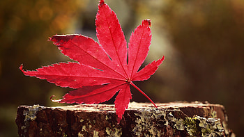 Leaf Red, leaf, nature, red HD wallpaper