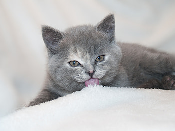 Animals, Lies, Kitty, Kitten, Lick Your Lips, Licking HD wallpaper