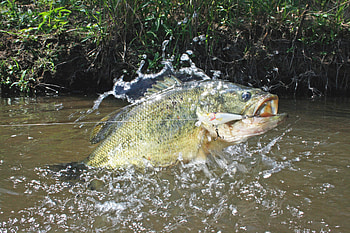 14 Pound Largemouth, Bass Caught, Texas Lake HD wallpaper