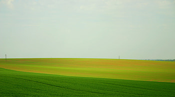 field, fields, grass HD wallpaper