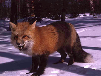 Red Fox, cool, fox, , red HD wallpaper