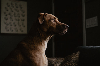 Animals, Dog, Pet, Labrador, Profile HD wallpaper