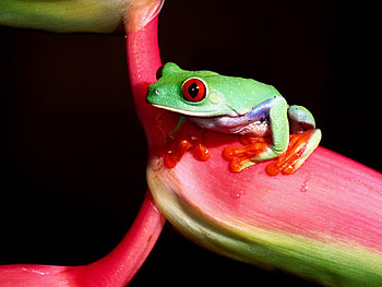 green tree frog, nothing, green, tree frog HD wallpaper