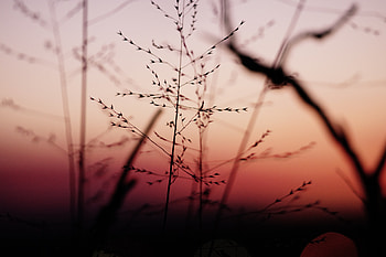 Plants, sunset, blur HD wallpaper