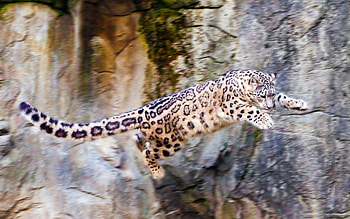 Animals, Leopards HD wallpaper