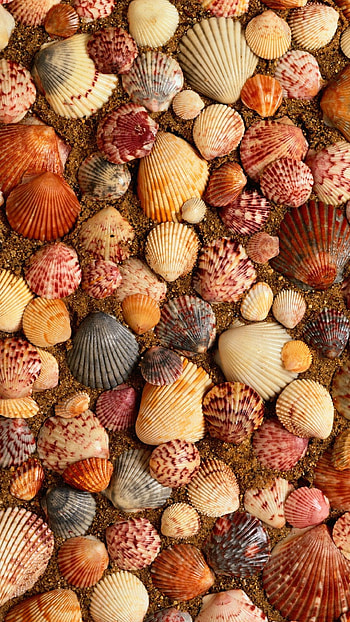 Seashells Sea Sand, Galaxy S4 , , Sea Life Art HD phone wallpaper