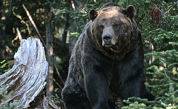 Animals, Trees, Forest, Bear, Grizzly Bear, Grizzly HD wallpaper