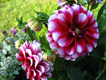 Flowers, Greens, Dahlias, Buds HD wallpaper