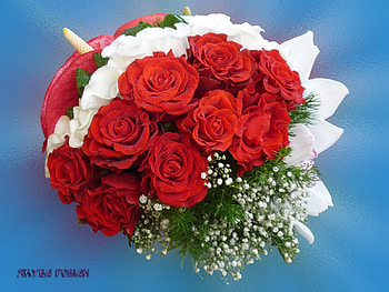 Plants, Holidays, Flowers, Roses, Postcards HD wallpaper