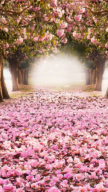 May Background, Pink Flowers, Cherry Blossom HD phone wallpaper