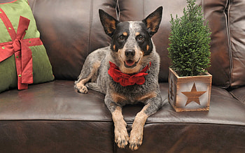 Animals, To Lie Down, Lie, Dog, Sofa, Gifts, Presents HD wallpaper