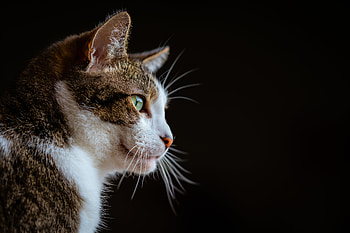 Animals, Cat, Muzzle, Pet, Sight, Opinion, Animal HD wallpaper