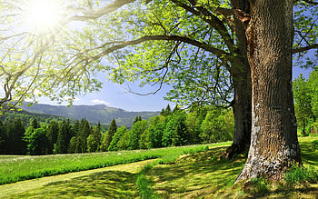 BEAUTIFUL LANDSCAPE, country road, noon, landscape, trees, beautiful, forest, sun rays HD wallpaper