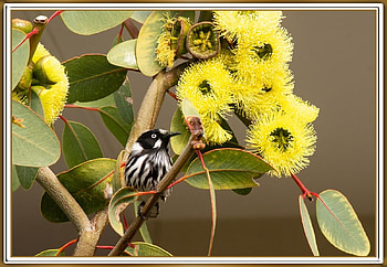 HONEYEATER, NATURE, , FRAMED, BIRD HD wallpaper