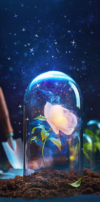 Enchanted Rose, love, flowers HD phone wallpaper