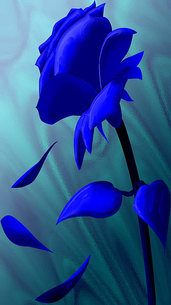 Blue Rose, flower, artistic, rose HD phone wallpaper