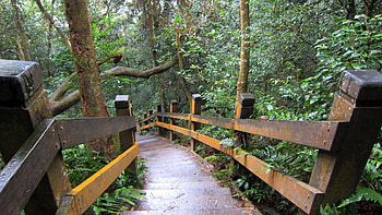 Mountain trail, trail, wooden railing, tree, Mountain HD wallpaper