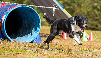 Border Collie, Dog Sports HD wallpaper