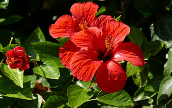 Hibiscus, nature, flowers, red HD wallpaper